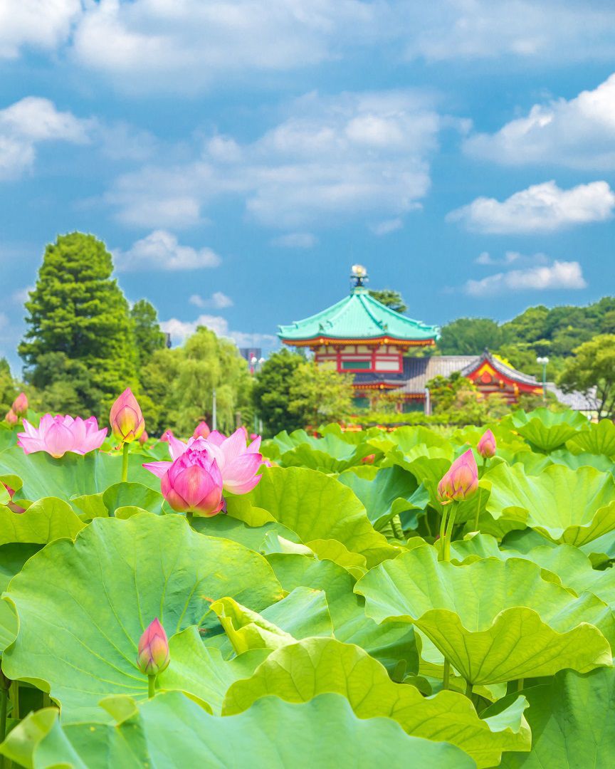 lotus blossom tokyo